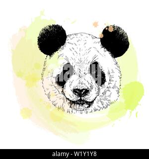 Handskizze stil Portrait von Panda auf weißem Hintergrund dargestellt. Vector Illustration. Stock Vektor