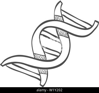 DNA-Stränge Symbol in doodle Skizze Linien. Wissenschaft Naturwissenschaften Biologie Körper Chromosom Treppen Stock Vektor