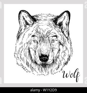 Handskizze stil Portrait von Wolf auf weißem Hintergrund dargestellt. Vector Illustration. Stock Vektor