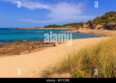 Sommer Marine: Torre Guaceto Naturschutzgebiet. Brindisi (Apulien) - ITALIEN - Mediterrane Macchia: ein Naturschutzgebiet zwischen Land und Meer. Stockfoto