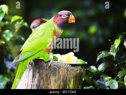 Papagei in der Umgebung. Schöne helle grüne Farbe des Vogels Stockfoto