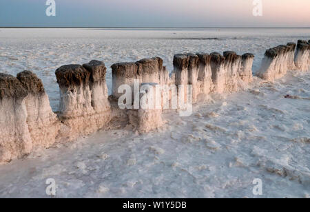 Holz- stümpfe. Der Punkt von Salz Kristallisation im Salt Lake Baskunchak, Russland. Stockfoto