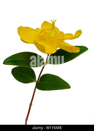 Einzelne Blume des semi-Evergreen, im Sommer und im Herbst blühenden Strauch, Hypericum 'Hidcote', auf einem weißen Hintergrund Stockfoto