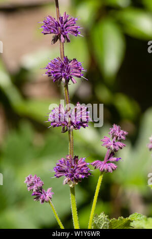 Blütenblattquirle lila Blüten im Sommer blühende winterharte Staude Salbei Salvia verticillata 'Purple Rain' Stockfoto