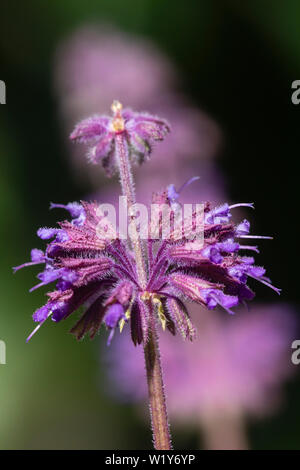 Blütenblattquirle lila Blüten im Sommer blühende winterharte Staude Salbei Salvia verticillata 'Purple Rain' Stockfoto