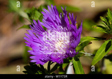 Weiß zentriert lila Blüten von Aster Der winterharte Staude Stoke, Stokesia laevis 'Purple Sonnenschirme' Stockfoto