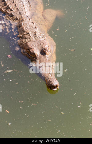 Nahaufnahme der vorderen Hälfte einer Nil Krokodil schwimmend im schmutzigen Wasser Stockfoto