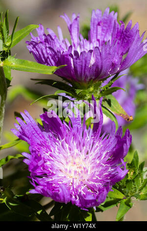 Weiß zentriert lila Blüten von Aster Der winterharte Staude Stoke, Stokesia laevis 'Purple Sonnenschirme' Stockfoto