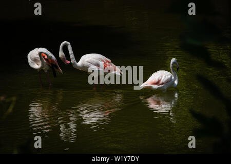 Lyon, Frankreich, 2. Juli 2019: Eine Ansicht zeigt eine Gruppe von rosa Flamingos, stehend in einem Teich und Reinigung ihrer Federn, wie Tête gesehen d'oder Park-Lyon Stockfoto