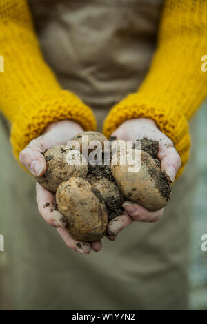 Nahaufnahme der Eine weibliche Hand eine Kartoffel mit Boden mit einem unscharfen Hintergrund Stockfoto