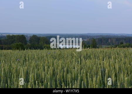 Wenige Minuten vor dem Sturm. Ruhe vor dem Sturm im Juni. Stockfoto