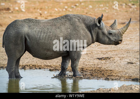 Schwarzes Nashorn - Diceros bicornis, iconic afrikanischen Säugetiere vom Aussterben bedroht Mitglied der Big Five. Etosha National Park, Namibia. Stockfoto