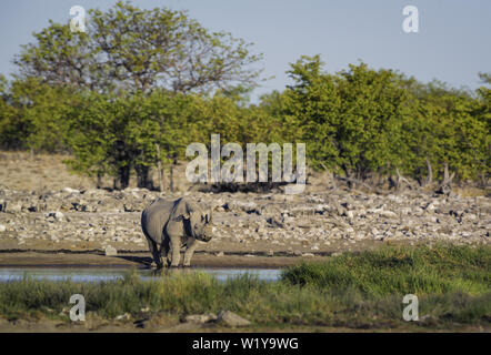 Schwarzes Nashorn - Diceros bicornis, iconic afrikanischen Säugetiere vom Aussterben bedroht Mitglied der Big Five. Etosha National Park, Namibia. Stockfoto