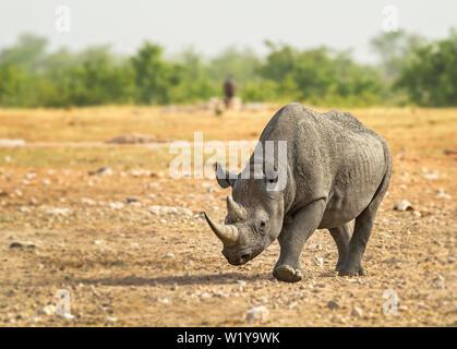 Schwarzes Nashorn - Diceros bicornis, iconic afrikanischen Säugetiere vom Aussterben bedroht Mitglied der Big Five. Etosha National Park, Namibia. Stockfoto