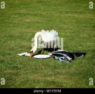 Urbanisierten Swan aussehen für Lebensmittel unter den Picknick Material durch Ausflügler Stockfoto