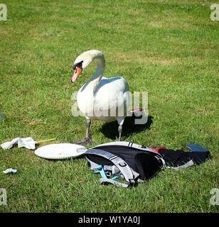 Urbanisierten Swan aussehen für Lebensmittel unter den Picknick Material durch Ausflügler Stockfoto