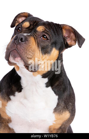 American Bully vor einem weißen Hintergrund Stockfoto