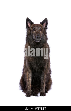 Langhaarige Niederländische Schäferhund vor einem weißen Hintergrund Stockfoto