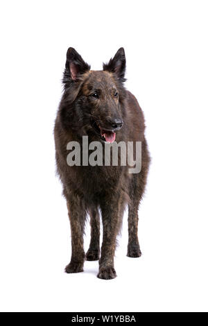Langhaarige Niederländische Schäferhund vor einem weißen Hintergrund Stockfoto