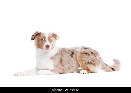 Red merle Miniature American Shepherd vor einem weißen Hintergrund Stockfoto