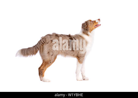 Red merle Miniature American Shepherd vor einem weißen Hintergrund Stockfoto