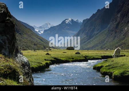 Horizontale Blick auf eine Berglandschaft in den Anden von Peru mit einem weißen Pferd das Trinken aus einem Gebirgsbach Stockfoto