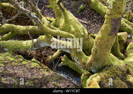 Moos bedeckt Wurzeln und Zweige eines gefallenen Baum Stockfoto