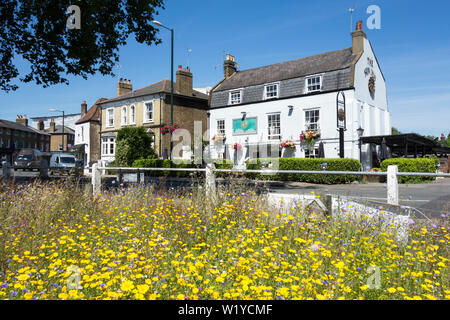 Wildflowers gegenüber dem Sun Inn, Barnes Pond, Barnes, London, SW13, England, Großbritannien Stockfoto