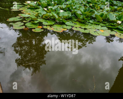 White Lotus im Teich, mit Spiegelungen im Wasser, bevor der Regen Stockfoto