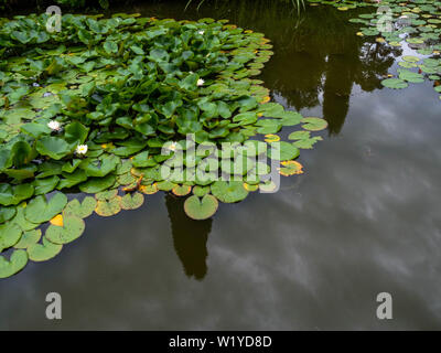 White Lotus im Teich, mit Spiegelungen im Wasser, bevor der Regen Stockfoto