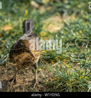 Stern, wissenschaftlicher Name Sturnus vulgaris, das Sammeln von Material für den Bau von einem Nest, die Tier- und Pflanzenwelt Stockfoto