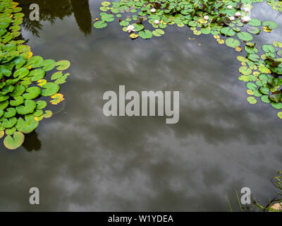 Dunkler Teich Wasser Lotus am Abend mit Wasser Reflexion von Dark Cloud vor dem Regen Stockfoto