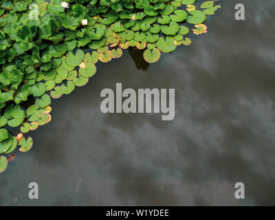 Dunkler Teich Wasser Lotus am Abend mit Wasser Reflexion von Dark Cloud vor dem Regen Stockfoto