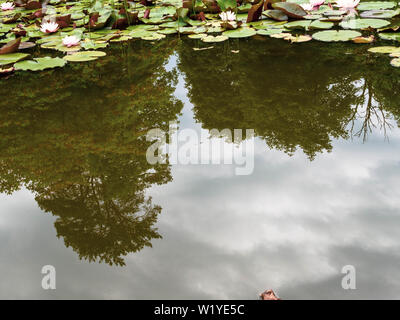 White Lotus im Teich, mit Spiegelungen im Wasser, bevor der Regen Stockfoto