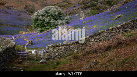 Der Teppich der bluebells an Rannerdale wachsen in offenen Hang, mit den meisten Tal drehen, blau, wenn Sie in der Blüte sind Stockfoto