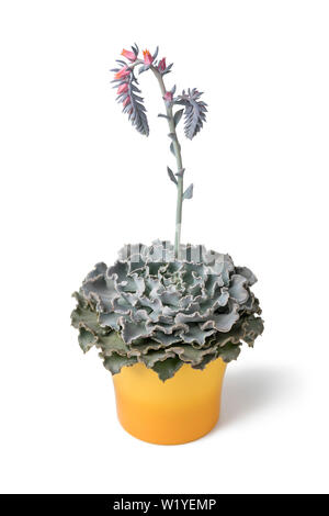 Gelb blühenden Echeveria Pflanze im Topf auf weißem Hintergrund Stockfoto