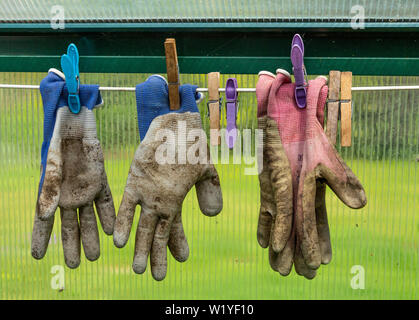 Gartenhandschuhe in einem Gewächshaus zum Trocknen aufgehängt. Stockfoto