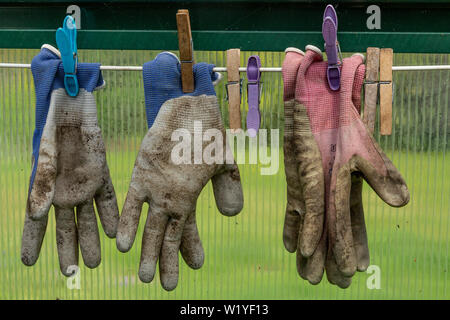 Gartenhandschuhe in einem Gewächshaus zum Trocknen aufgehängt. Stockfoto