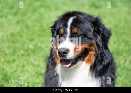 Süße Berner Sennenhund Welpe sitzt auf einem grünen Gras. Berner Sennenhund oder Berner Rinder Hund. Heimtiere. Stockfoto