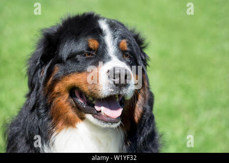 Süße Berner Sennenhund Welpen. Berner Sennenhund oder Berner Rinder Hund. Heimtiere. Stockfoto