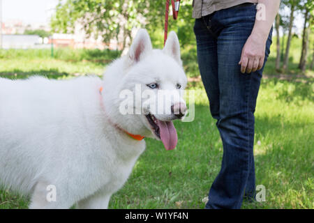White Siberian husky mit blauen Augen steht auf einer grünen Wiese mit seinem Besitzer. Heimtiere. Reinrassigen Hund. Stockfoto
