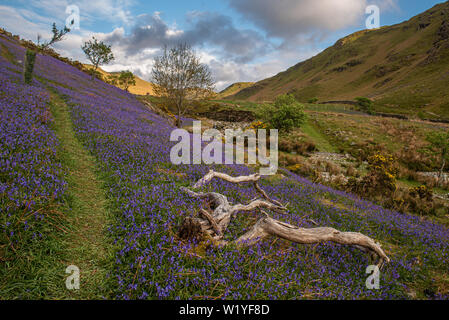 Der Teppich der bluebells an Rannerdale wachsen in offenen Hang, mit den meisten Tal drehen, blau, wenn Sie in der Blüte sind Stockfoto