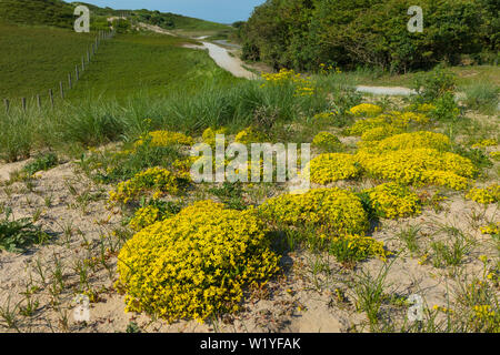 Gelb blühenden Sedum acre Pflanzen in den Dünen wächst Stockfoto