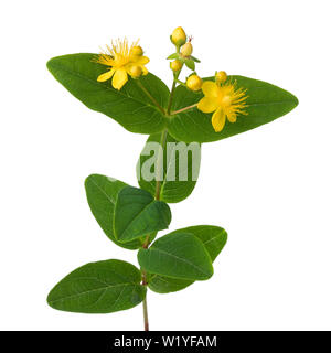 Gelbe Johanniskraut Blüten und Blätter auf weißem Hintergrund Stockfoto