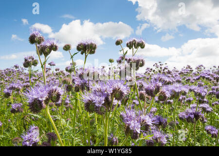 Phacelia tanacetifolia, Lacy Phacelia, Blau, Lila tansy Rainfarn. Die Anbauerklärung, Gründüngung, zieht Insekten, Essex, UK, Mai Stockfoto