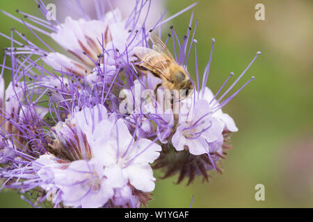 Honig Biene auf Phacelia tanacetifolia, Lacy Phacelia, Blau, Lila tansy Rainfarn. Die Anbauerklärung, Gründüngung, zieht Insekten, Essex, UK, Mai Stockfoto