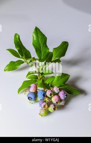 Reifen Blaubeeren - Heidelbeeren bush Blätter - weißer Hintergrund - in der Nähe von Grün Rosa Blau Blaubeeren und reife Heidelbeeren Vaccinium Cyanococcus Stockfoto