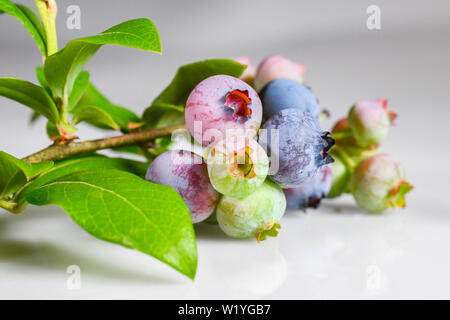 Reifen Blaubeeren - Heidelbeeren bush Blätter - weißer Hintergrund - in der Nähe von Grün Rosa Blau Blaubeeren und reife Heidelbeeren Vaccinium Cyanococcus Stockfoto