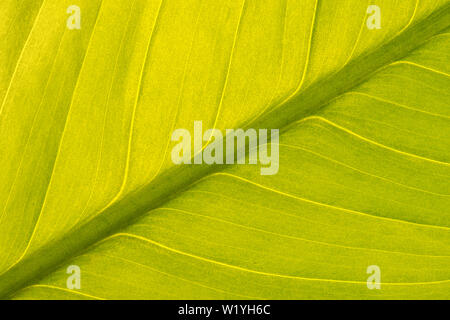 Symmetrische Blick diagonal von Green Peace Lily Blatt (Spathiphyllum) mit Hintergrundbeleuchtung ist ein sanftes Licht und interessante Texturen zu geben. Stockfoto