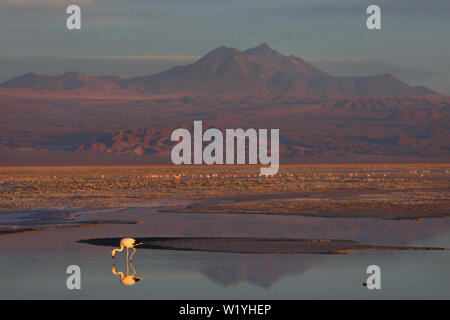 Los Flamencos National Reserve, Atacama-wüste, Flamingo und Laguna Chaxa. Antofagasta Region, Chile. Stockfoto